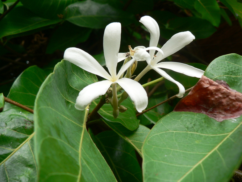 Saba comorensis image