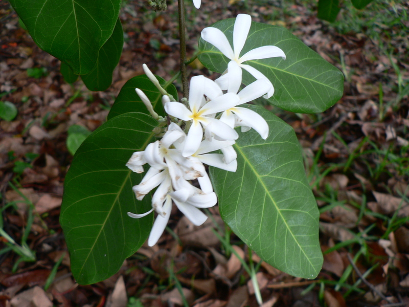 Saba comorensis image