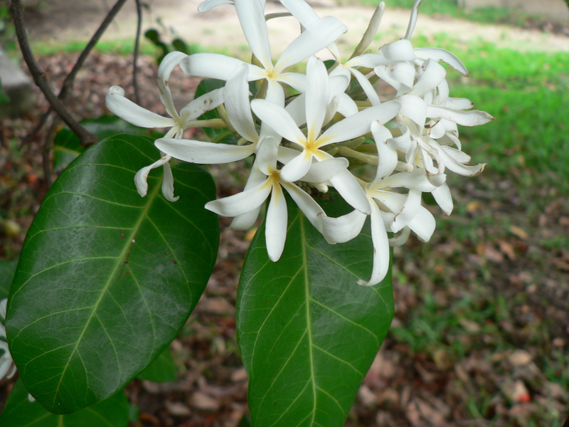 Saba comorensis image