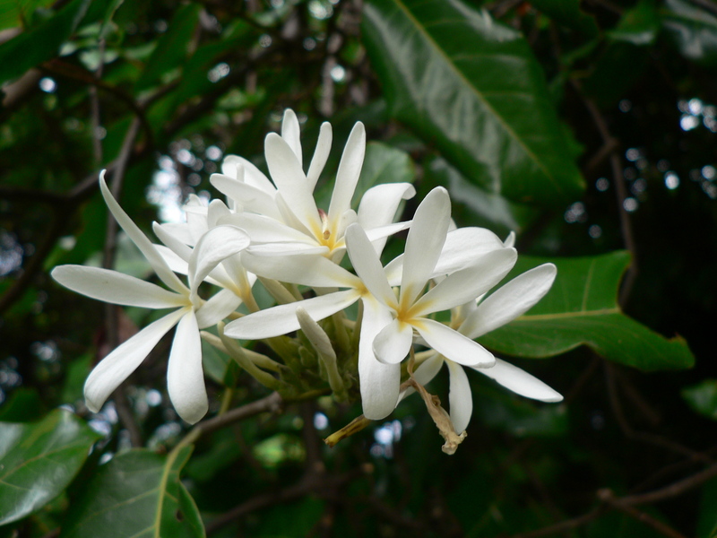 Saba comorensis image