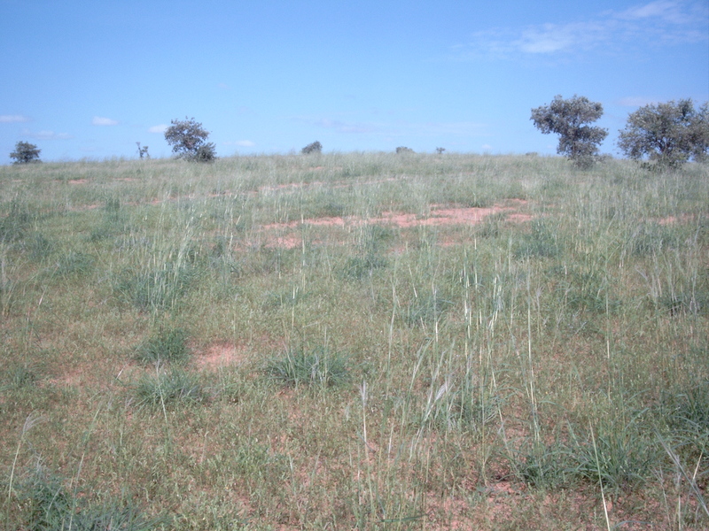 Aristida sieberiana image