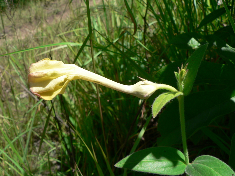 Ceropegia filipendula image