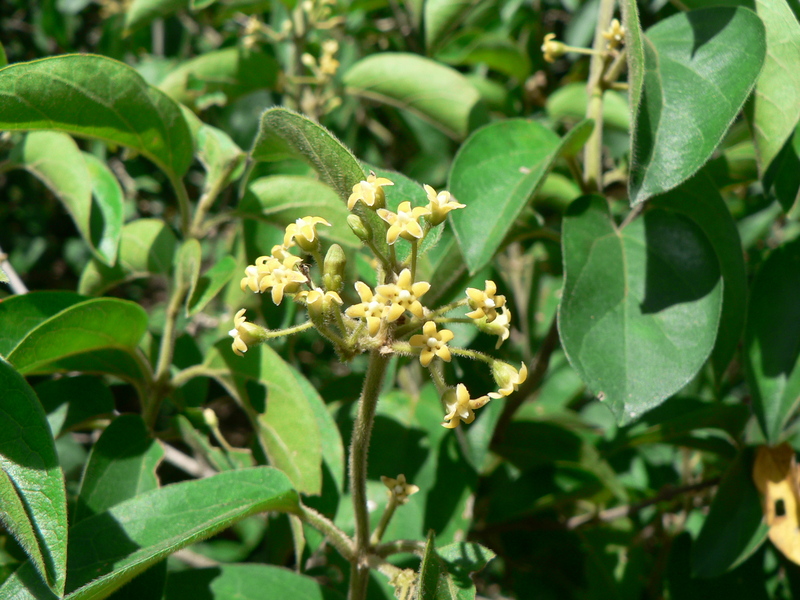 Gymnema sylvestre image