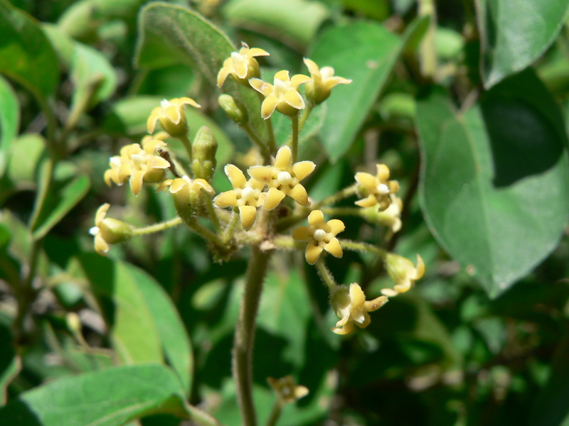 Gymnema sylvestre image