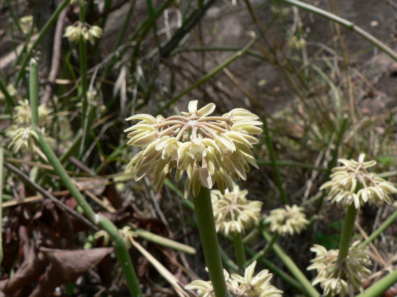 Cynanchum viminale image