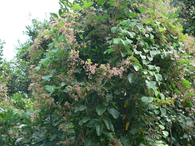 Tacazzea apiculata image