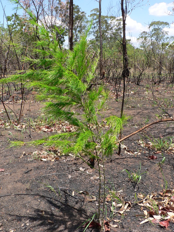 Asparagus africanus image