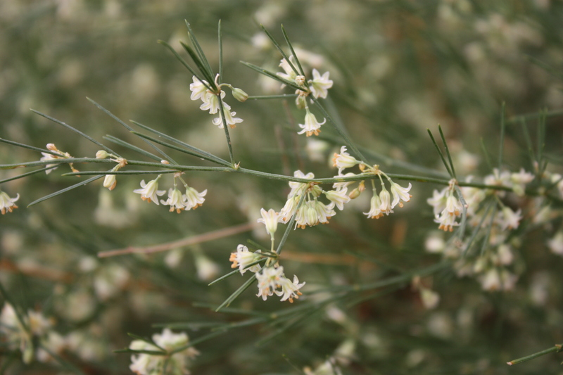 Asparagus africanus image