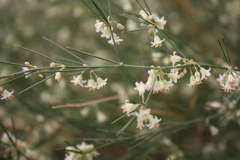 Asparagus africanus image