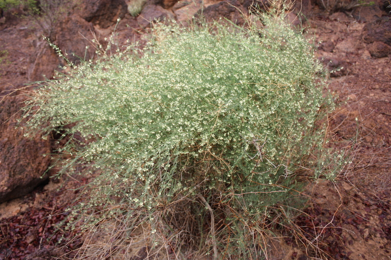 Asparagus africanus var. africanus image