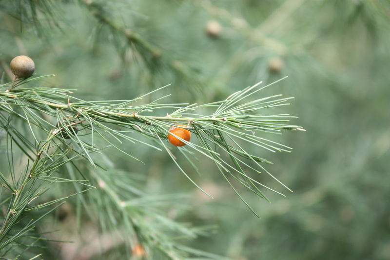 Asparagus flagellaris image