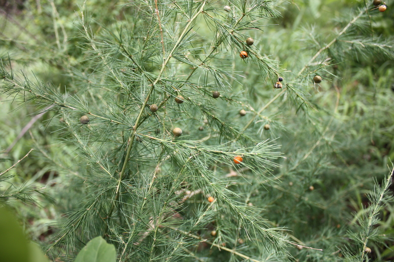 Asparagus flagellaris image