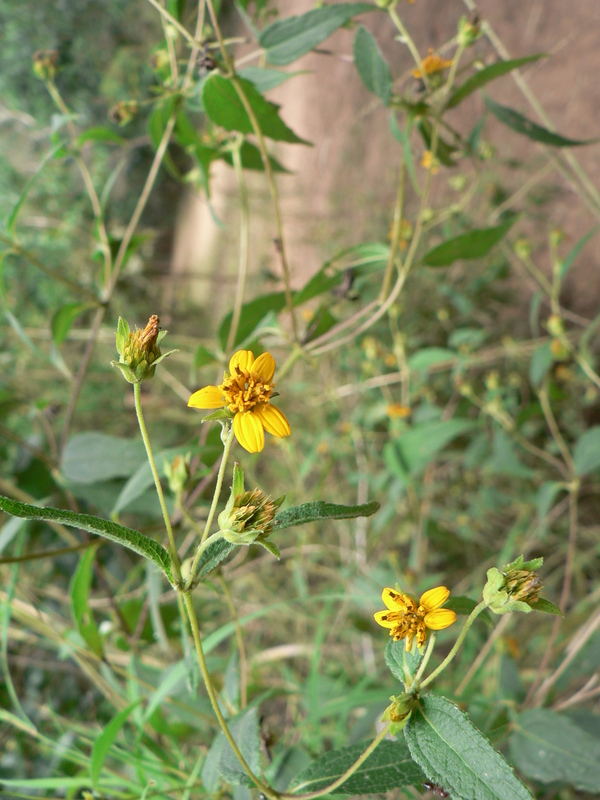 Aspilia mossambicensis image