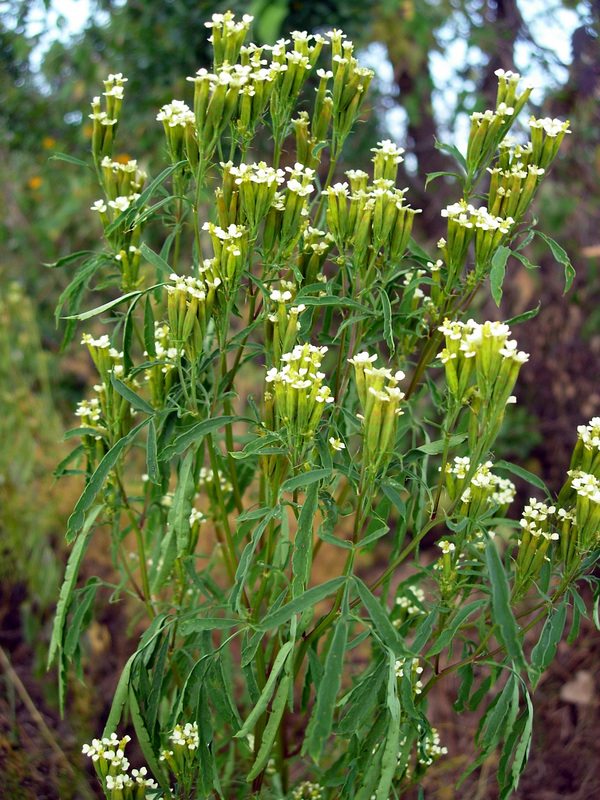 Tagetes minuta hotsell
