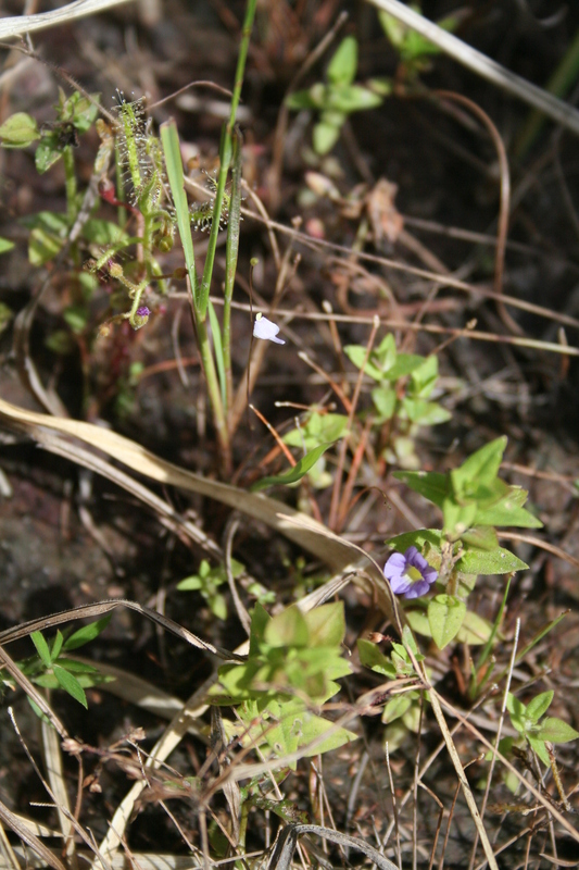 Bacopa hamiltoniana image