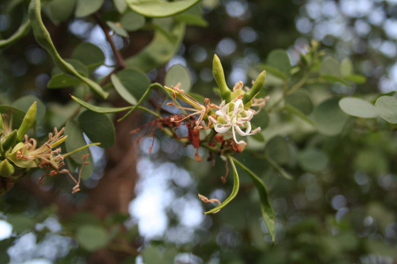 Bauhinia rufescens image