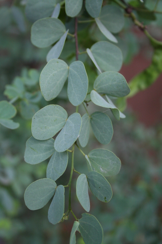 Bauhinia rufescens image