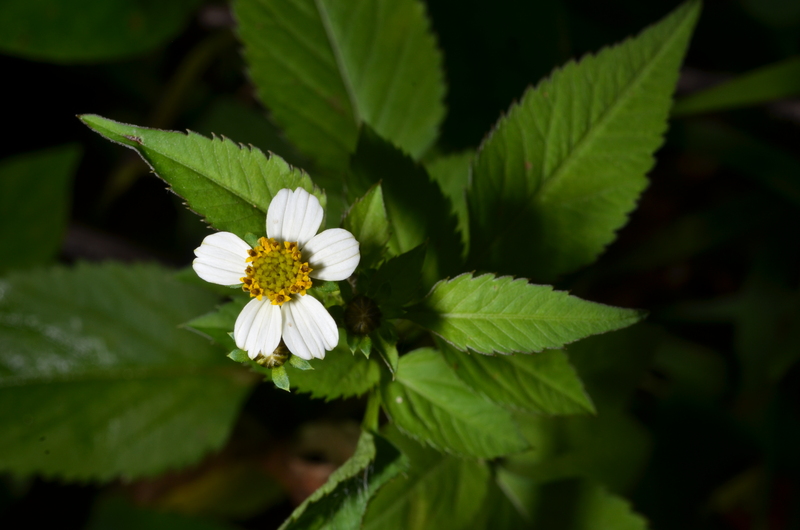 Central African Plants - A Photo Guide - Bidens pilosa L.
