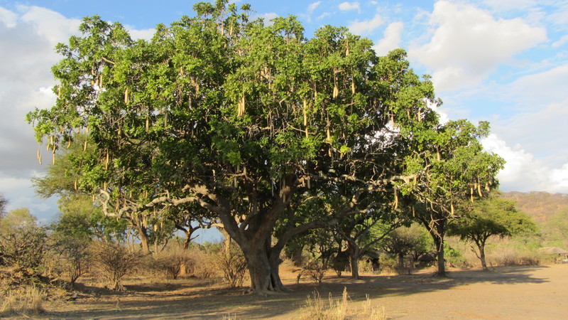 Kigelia africana (Lam.) Benth., Purwodadi Botanic Garden Pa…