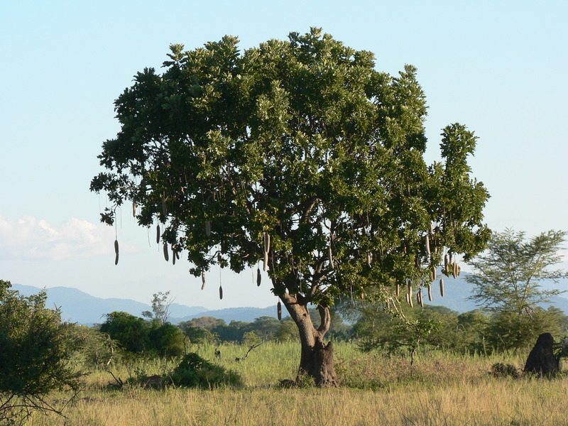 West African Plants - A Photo Guide - Kigelia africana (Lam.) Benth.