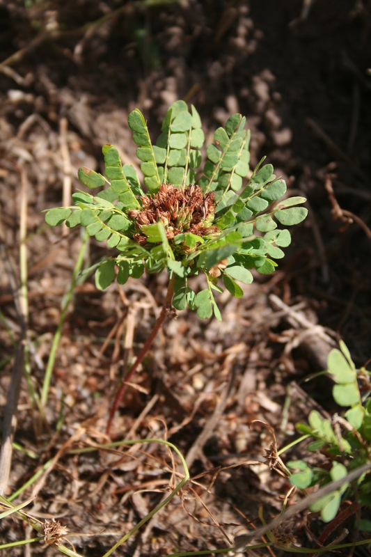 Biophytum umbraculum image