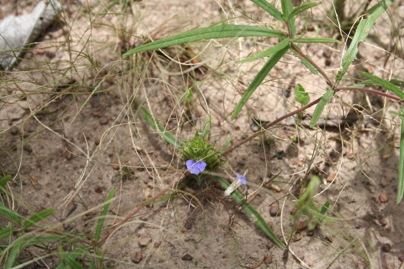 Blepharis linariifolia image