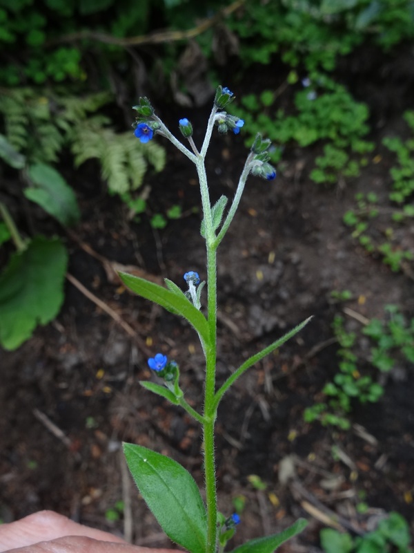 Chinese Forget Me Not Seeds, Cynoglossum Amabile