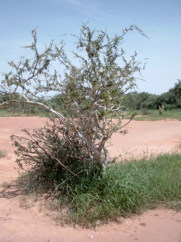 Boscia integrifolia image