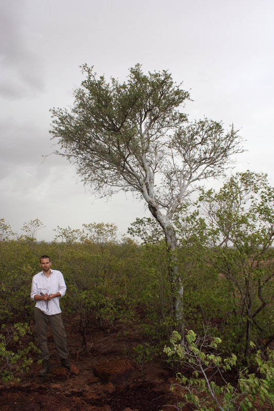 Boscia integrifolia image