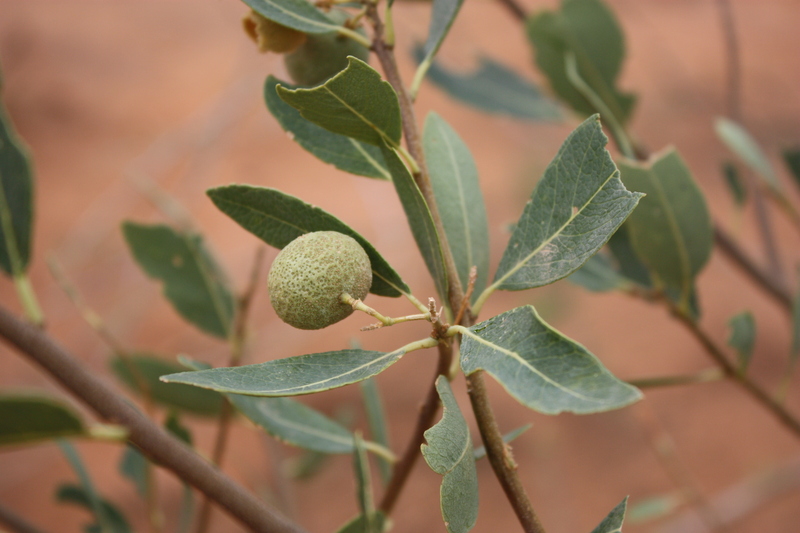 Boscia senegalensis image