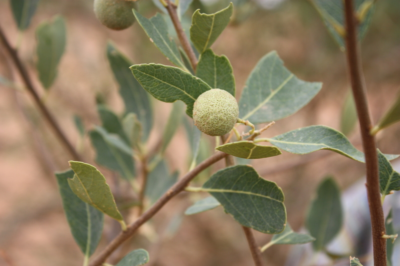 Boscia senegalensis image