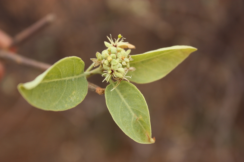 Boscia senegalensis image