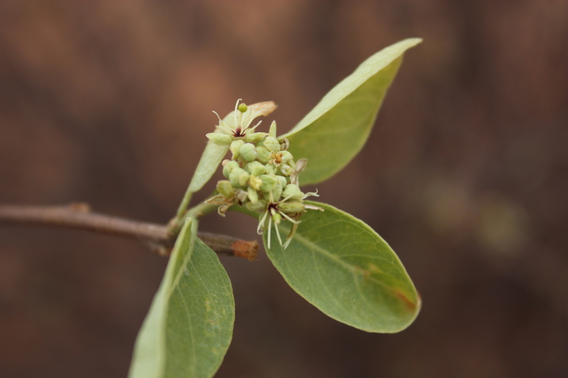 Boscia senegalensis image