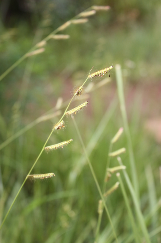 Urochloa jubata image