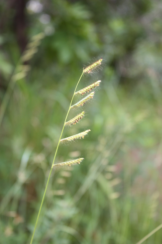 Urochloa jubata image