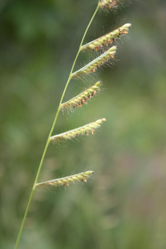 Urochloa jubata image