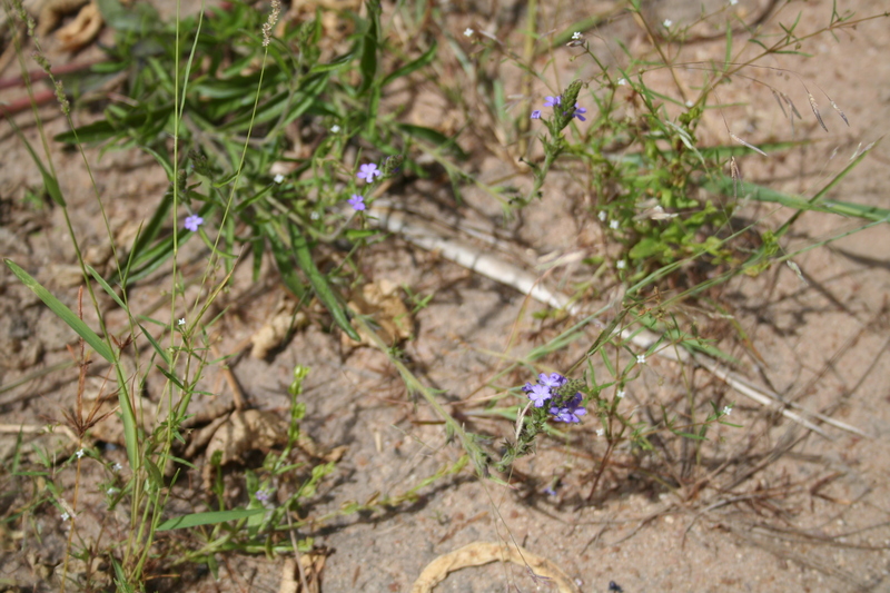 Buchnera hispida image