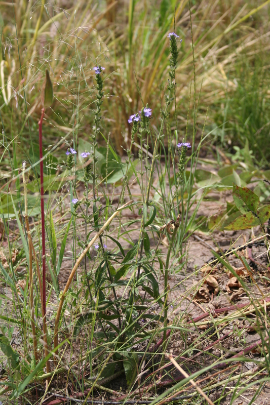 Buchnera hispida image