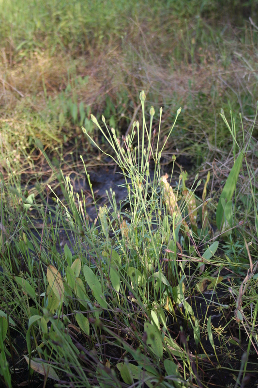Butomopsis latifolia image