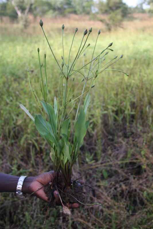 Butomopsis latifolia image