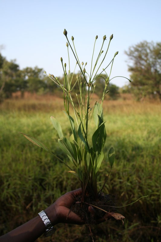 Butomopsis latifolia image