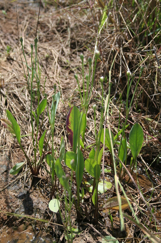 Butomopsis latifolia image