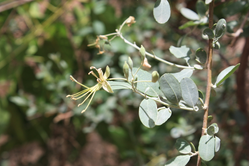 Cadaba farinosa subsp. farinosa image