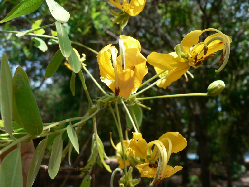 http://www.westafricanplants.senckenberg.de/images/pictures/caes_cassia_abbrev--flow1-sani_gbaumann_2930_6f874b.jpg