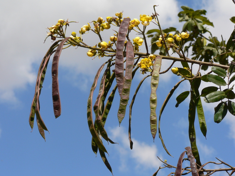 Senna siamea image