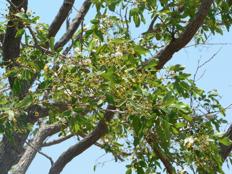 Bobgunnia madagascariensis image