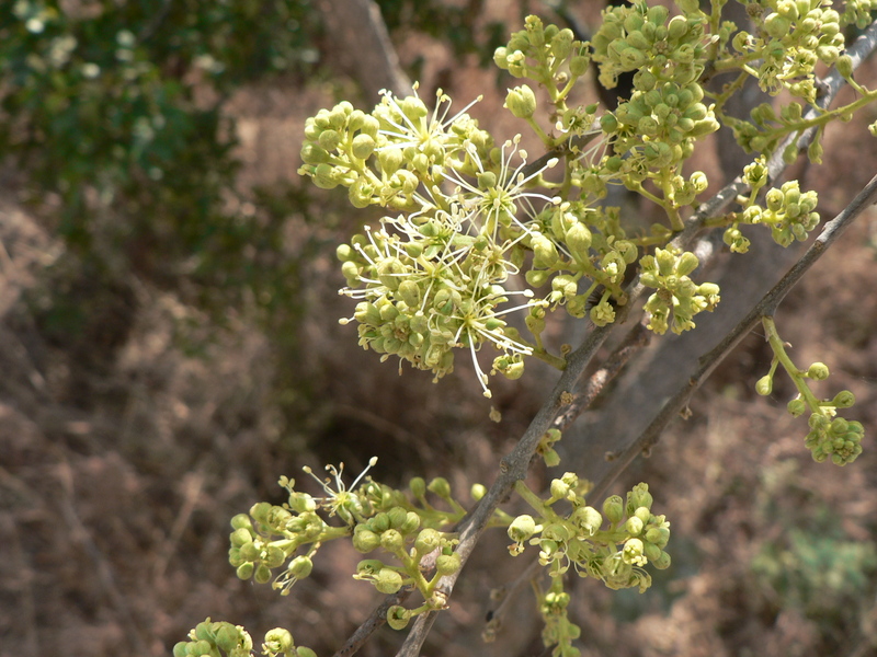 Boscia salicifolia image