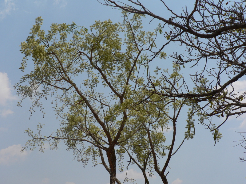 Boscia salicifolia image