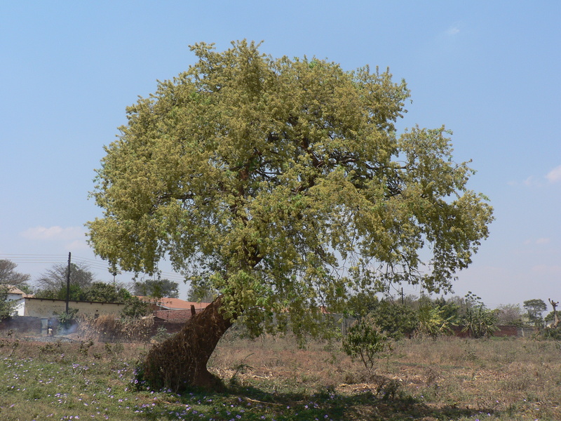 Boscia salicifolia image