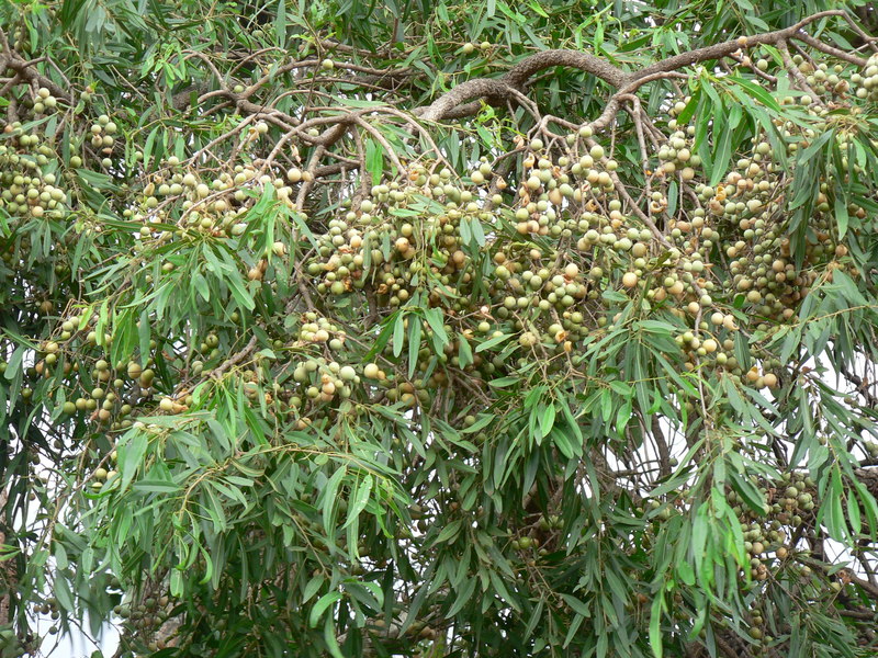 Boscia salicifolia image